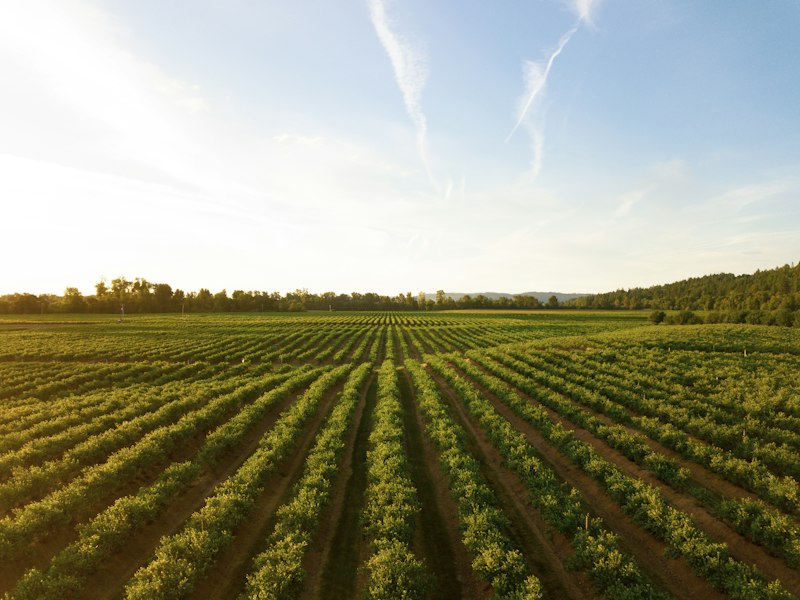 Agriculture Equateur RDC