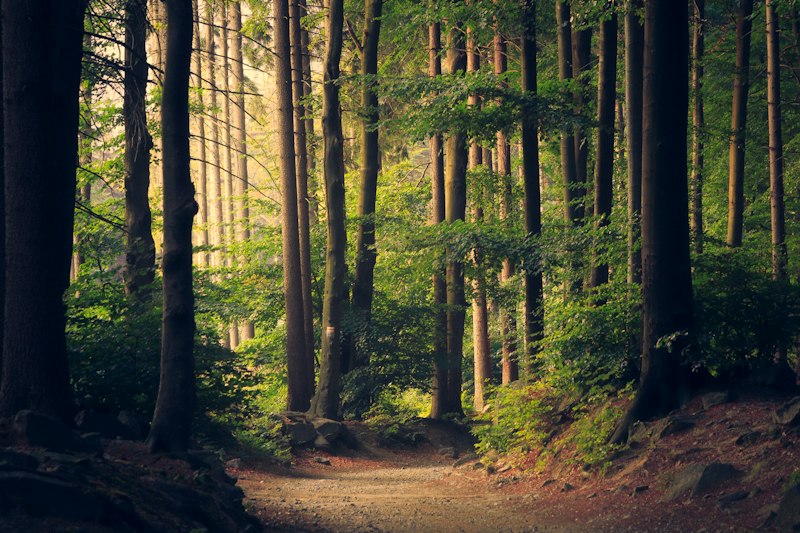 Forêt Basankusu